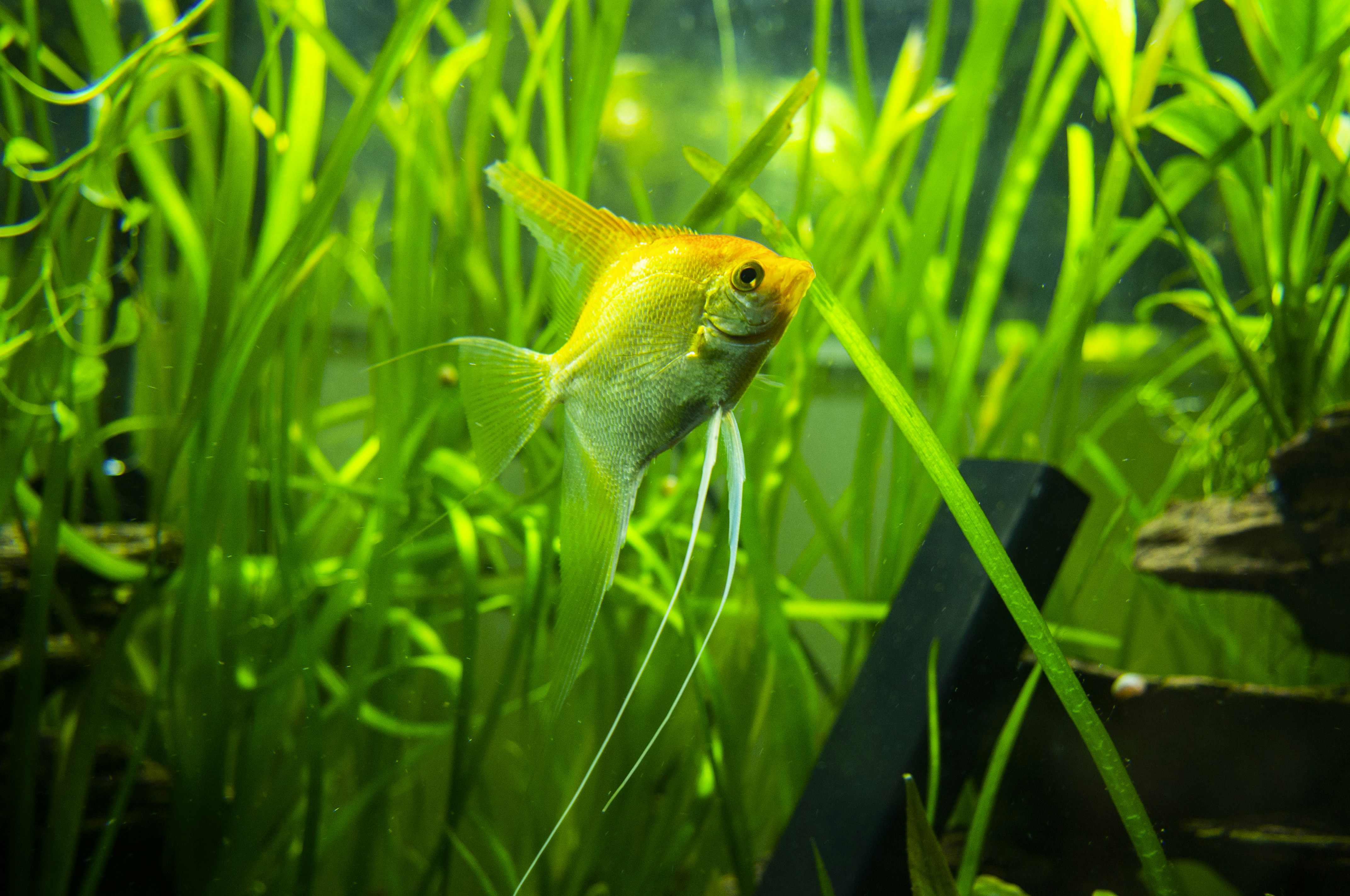 Golden male angelfish inside an aquarium